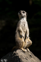 Meerkat