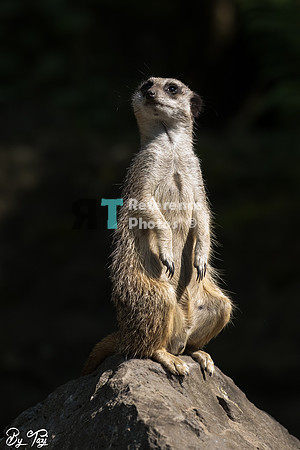 Meerkat