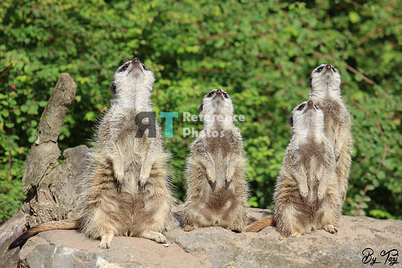 Meerkats