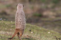 Meerkat