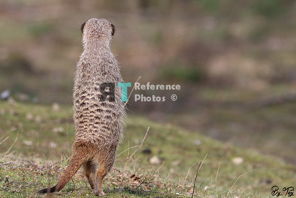 Meerkat