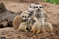 Meerkat family