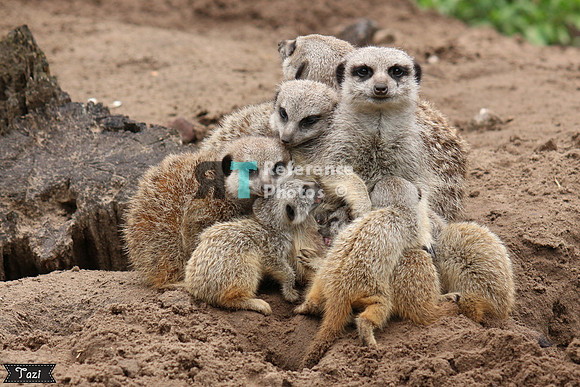Meerkat family