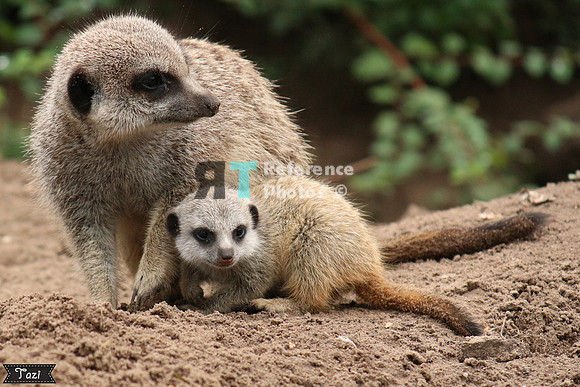 Meerkats