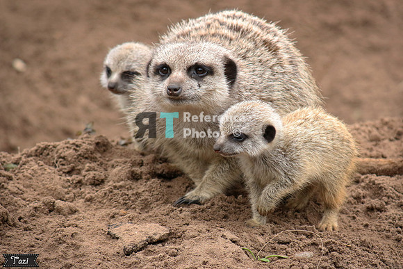 Meerkats