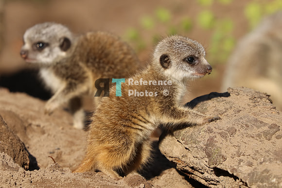 Meerkat pup