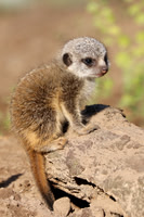 Meerkat pup