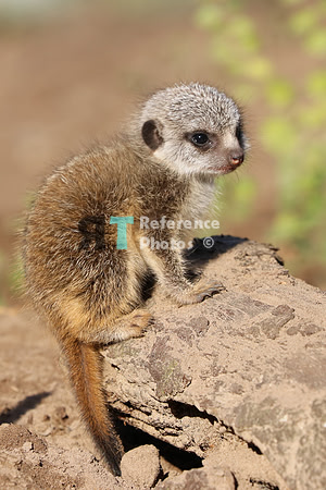 Meerkat pup