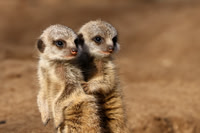 Meerkat pup