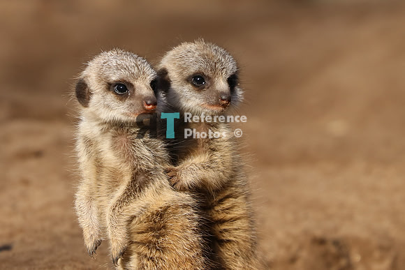 Meerkat pup