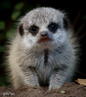 Meerkat pup