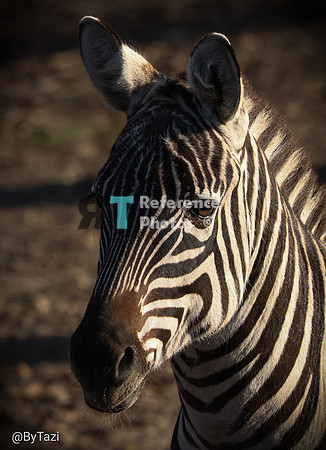 Grant's zebra