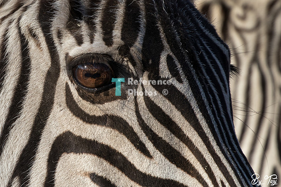 Grant's zebra