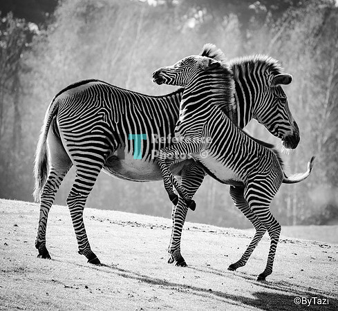 Grevy's zebra