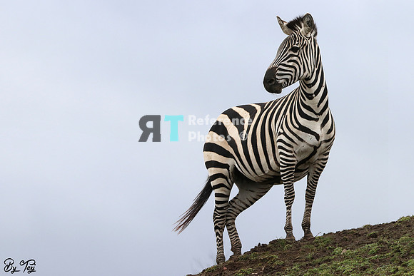 Grant's zebra