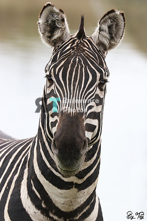 Grant's zebra
