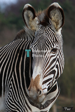 Grevy's zebra
