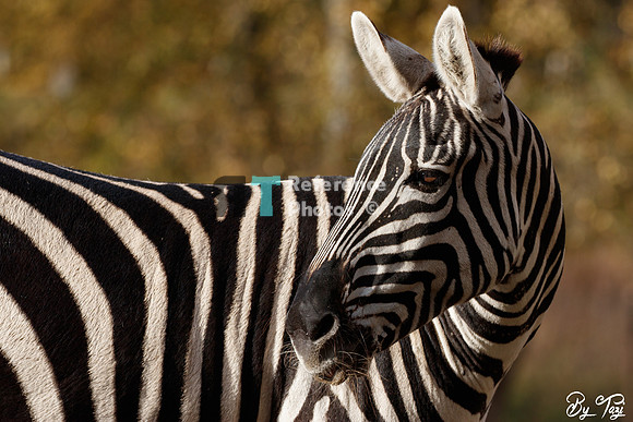 Grant's zebra