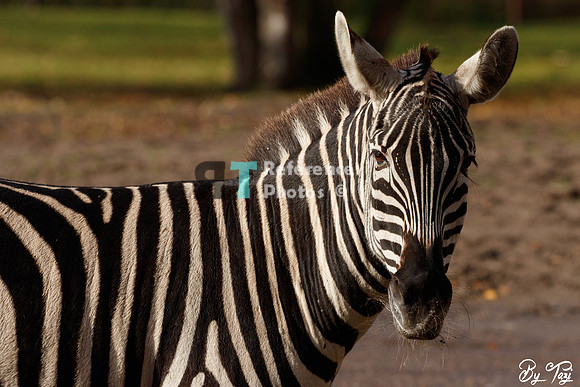 Grant's zebra