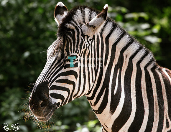 Zebra