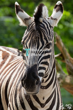Zebra