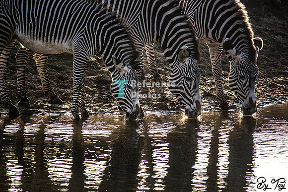 Grevy's zebra