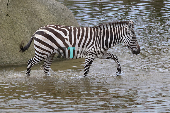 Grant's zebra