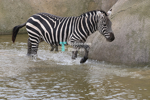Grant's zebra