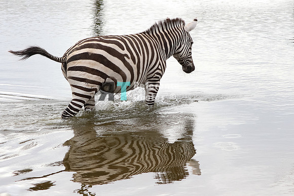Grant's zebra