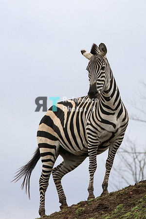 Grant's zebra