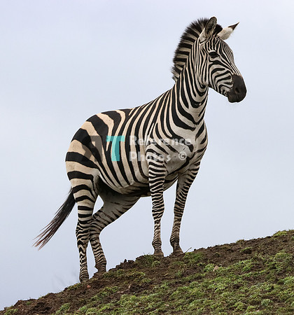 Grant's zebra