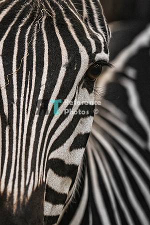 Grant's zebra