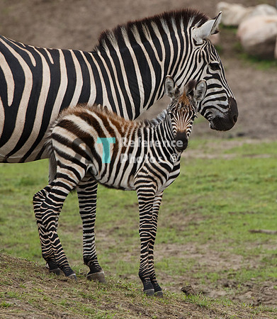 Grant's zebra