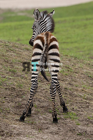 Grant's zebra