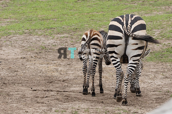 Grant's zebra