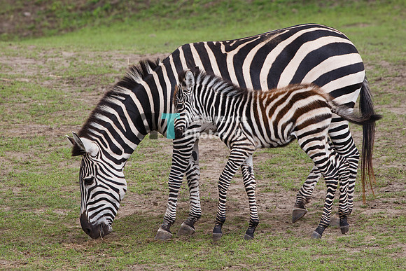 Grant's zebra