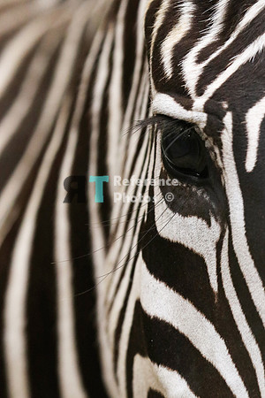 Grant's zebra