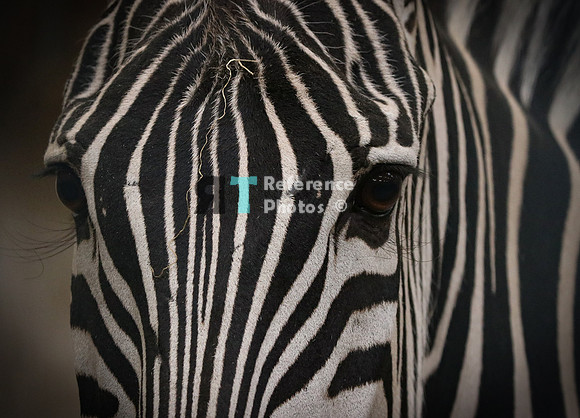Grant's zebra