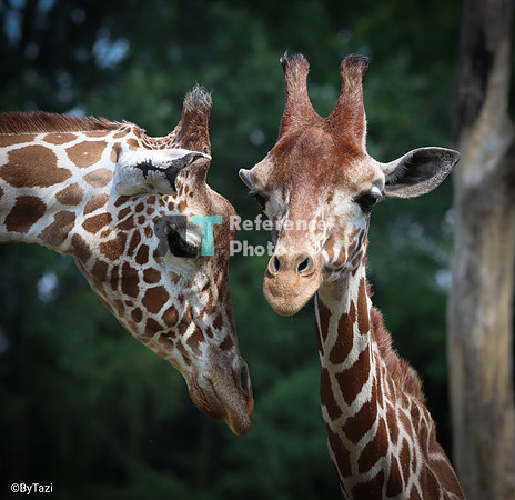 Giraffe