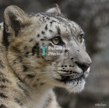 Snow leopard