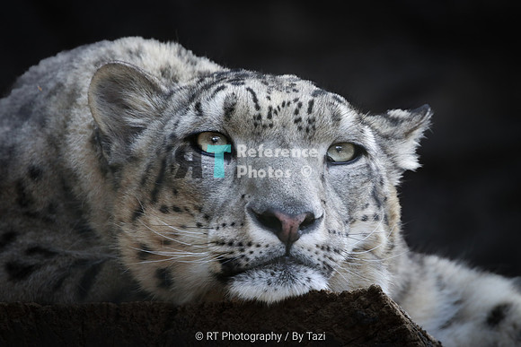 Snow leopard