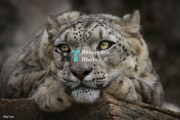 Snow leopard