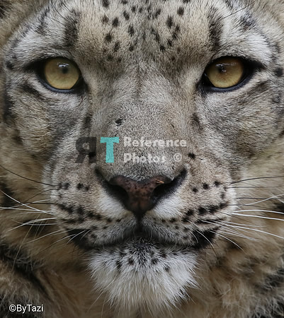 Snow leopard
