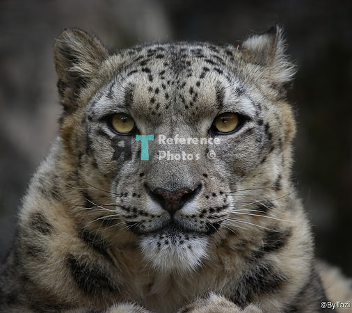 Snow leopard