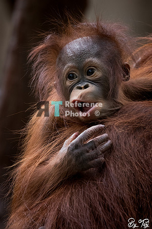 Orangutan baby