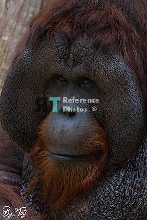Orangutan