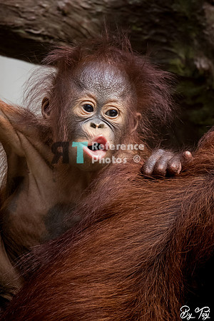 Orangutan baby