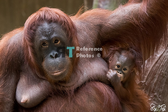 Orangutan nursing baby