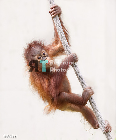 Orangutan baby climbing