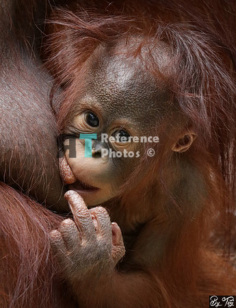 Orangutan baby middle finger
